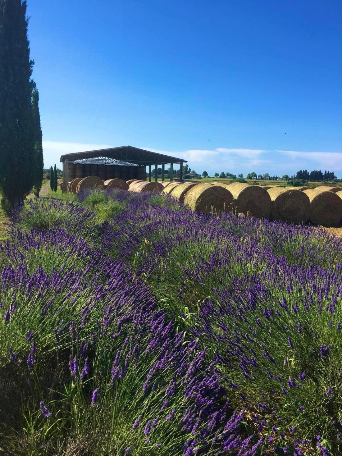 Tenuta Saracone Montalto di Castro Dış mekan fotoğraf